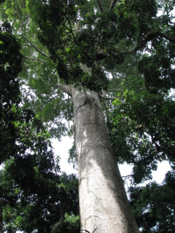 02 Baobab Version Togolaise
